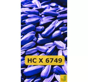 НС Х 6749 - соняшник, насіння гібриду під гранстар