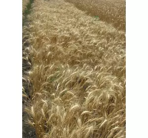 Семена пшеницы озимой - сорт Благо. Элита