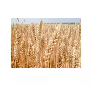 Семена озимой австрийской пшеницы – сорт БАЛАТОН. 1 репродукция