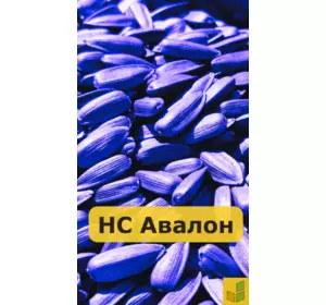 НС Авалон (НС 6046) - соняшник, насіння класичного гібриду
