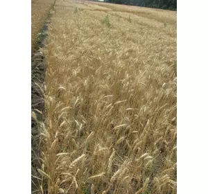Семена пшеницы озимой - сорт Кохана. Элита