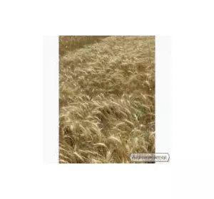 Семена пшеницы озимой - сорт Ермак. 1 репродукция