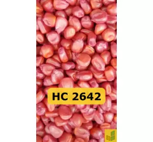НС 2642 - кукурудза, насіння гібриду на зерно