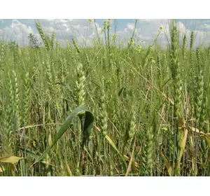 Семена пшеницы озимой - сорт Кнопа. Элита и 1 репродукция