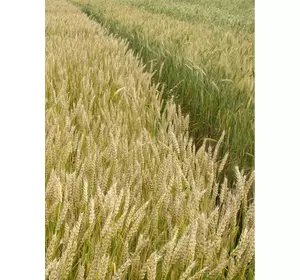 Семена пшеницы озимой - сорт Ласточка Одесская. Элита и 1 репродукция