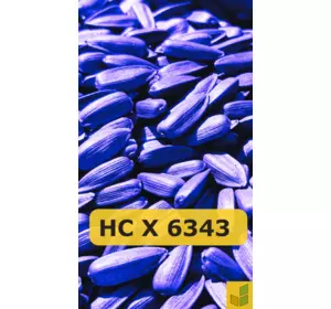 НС Х 6343 - соняшник, насіння гібриду під євролайтинг