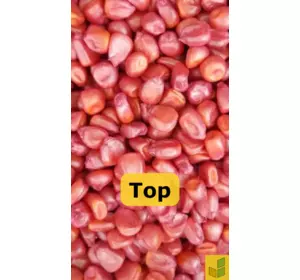 Тор - кукурудза, насіння гібриду на зерно, силос