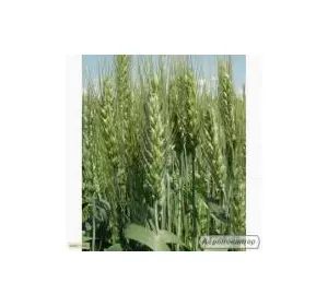 Семена пшеницы озимой - сорт Антоновка. Элита и 1 репродукция