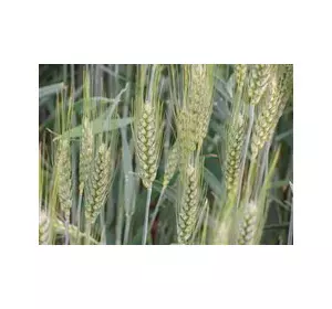 Семена озимой австрийской пшеницы – сорт МИДАС. 1 репродукция
