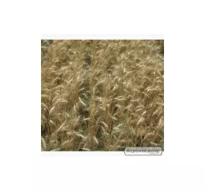Семена пшеницы озимой - сорт Пошана. Элита и 1 репродукция