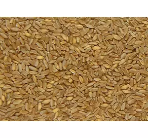 Семена твердой пшеницы озимой - сорт Таврида . Элита и 1 репродукция