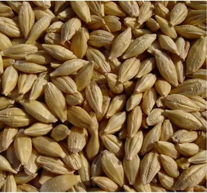 Предлагаем семена канадского ярового ячменя - сорт «Дункан», 1 репродукция напрямую от семенного завода.