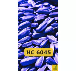 НС 6045 - соняшник, насіння гібриду під євролайтинг