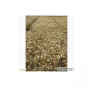 Семена пшеницы озимой - сорт Спасовка. Элита и 1 репродукция