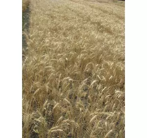 Семена пшеницы озимой - сорт Жайвир. Элита и 1 репродукция