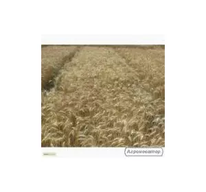 Семена пшеницы озимой - сорт Солоха. Элита и 1 репродукция