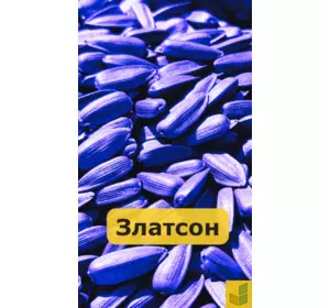 Златсон - соняшник, насіння класичного гібриду