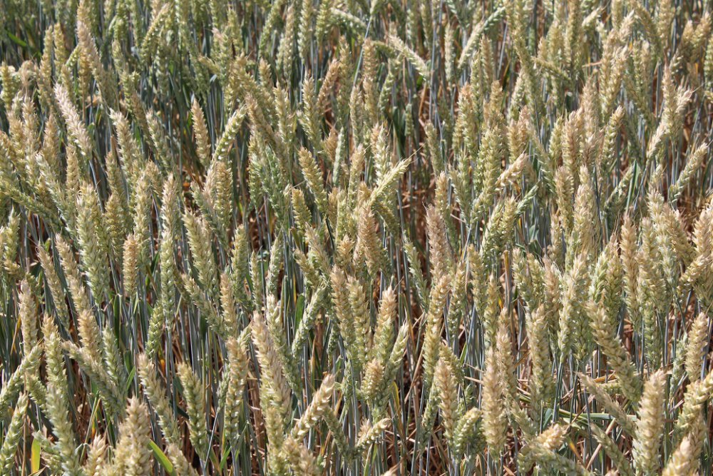 Купити Яровая пшеница Альберта -  яровой пшеницы від Агроексперт .